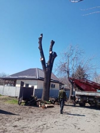 0704 дерево