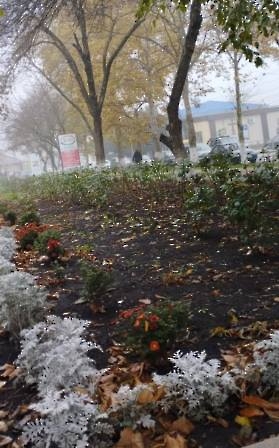 1411 шипы и розы