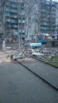 деревья 011221
