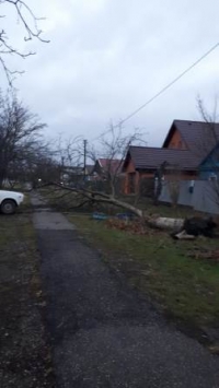 деревья 011221