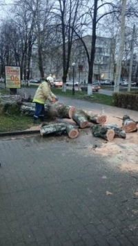 деревья 011221