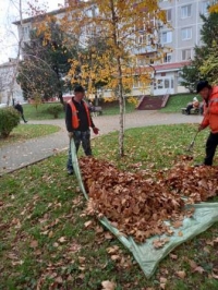 листья 081121