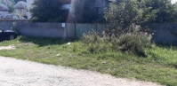 амброзия