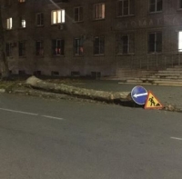спил деревьев 081121